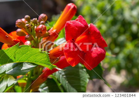 Bright red flowers of the trumpet vine or trumpet creeper - Campsis radicans Bright red flowers of the trumpet vine or trumpet creeper - Campsis radicans 123401844