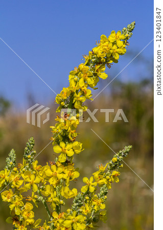 Common mullein - pale yellow flowers of verbascum nigrum plant, used as herb and medicine - growing in the medicinal garden Common mullein - pale yellow flowers of verbascum nigrum plant, used as herb and medicine - growing in the medicinal garden 123401847
