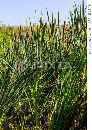 The broad-leaved bat Typha latifolia prefers marshy habitats, often inhabits the banks of ponds The broad-leaved bat Typha latifolia prefers marshy habitats, often inhabits the banks of ponds 123401848