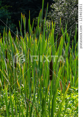 The broad-leaved bat Typha latifolia prefers marshy habitats, often inhabits the banks of ponds The broad-leaved bat Typha latifolia prefers marshy habitats, often inhabits the banks of ponds 123401851