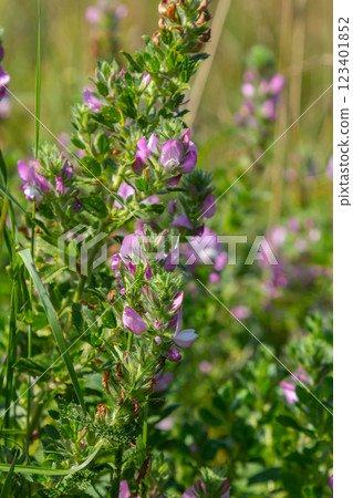 In the wild, Ononis arvensis blooms in the meadow In the wild, Ononis arvensis blooms in the meadow 123401852
