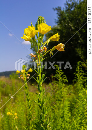 Yellow evening primrose Oenothera biennis, medicine plant for cosmetics, skin care and eczema 123401854