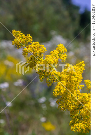 Closeup yellow flowers of lady's bedstraw, yellow bedstraw Galium verum in a Dutch garden. Family Rubiaceae. Summer, August, Netherlands Closeup yellow flowers of lady's bedstraw, yellow bedstraw Galium verum in a Dutch garden. Family Rubiaceae. Summer, August, Netherlands 123401857