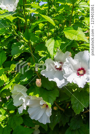Two tender flowers of hibiscus syriacus Manuela in a sunny summer day Two tender flowers of hibiscus syriacus Manuela in a sunny summer day 123401861