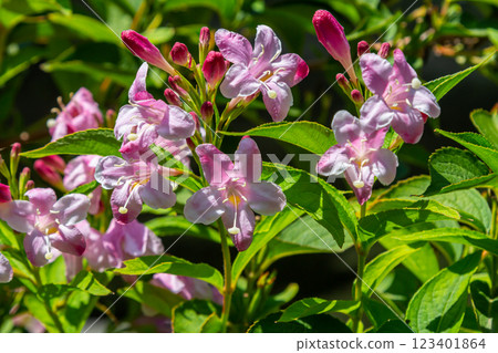 Weigela Bristol Ruby red flowers - Latin name - Weigela florida Bristol Ruby Weigela Bristol Ruby red flowers - Latin name - Weigela florida Bristol Ruby 123401864