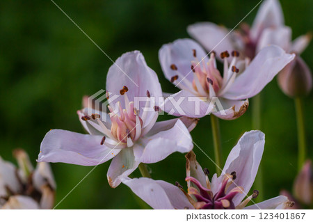 Photo butomus umbellatus flower burchardia, macro photo, forest water lily flower, summer spring, botany, background pink 123401867