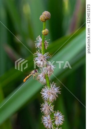 Branched hedgehog Sparganium erectum - flowering plant in the garden pond of a natural garden Branched hedgehog Sparganium erectum - flowering plant in the garden pond of a natural garden 123401873