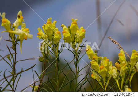 Flaxseed or wild snapdragon Linaria vulgaris is a medicinal herb. Wildflowers inflorescence 123401874