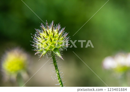 Dipsacus pilosus, Small Teasel. Wild plant shot in summer 123401884