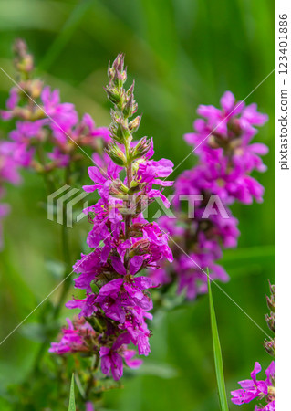 Purple loosestrife Lythrum salicaria inflorescence. Flower spike of plant in the family Lythraceae, associated with wet habitats Purple loosestrife Lythrum salicaria inflorescence. Flower spike of plant in the family Lythraceae, associated with wet habitats 123401886