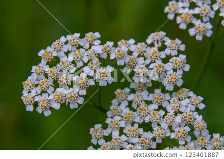 common yarrow achillea millefolium with fly Tachina fera 123401887
