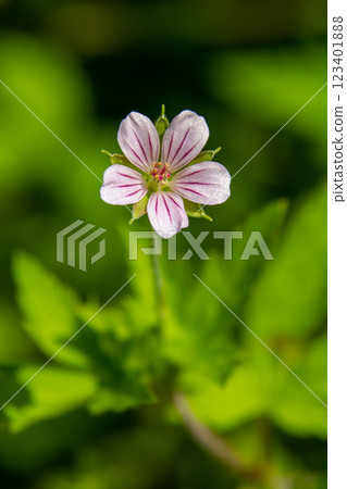 Siberian geranium Geranium sibiricum grows in summer in the wild 123401888