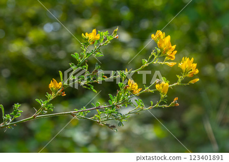 Medicago falcata, plant species of the genus Medicago. It is native to much of Europe and Asia Medicago falcata, plant species of the genus Medicago. It is native to much of Europe and Asia 123401891