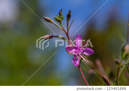 Willowherb epilobium angustifolium. Blooming sally epilobium angustifolium 123401899