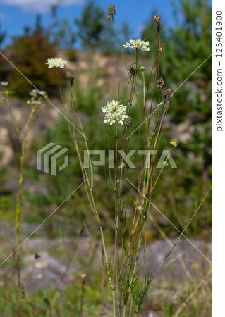 Cream scabious pincushion, Scabiosa ochroleuca, in flower Cream scabious pincushion, Scabiosa ochroleuca, in flower 123401900