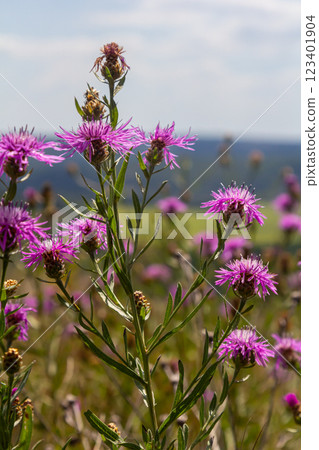 Blooming meadow knapweed, Centaurea jacea, on the meadow 123401904