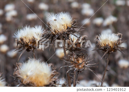 Milk thistle seed head - Latin name - Silybum marianum 123401912