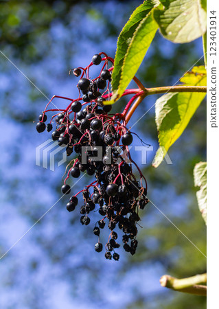 sambucus nigra, elderberry, black ripe elder berries on twig closeup sambucus nigra, elderberry, black ripe elder berries on twig closeup 123401914