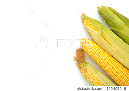 Fresh corn isolated on a white background. 123402246