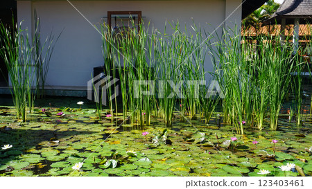 Water lily blooming on the pond at Bali at Indonesia. 123403461