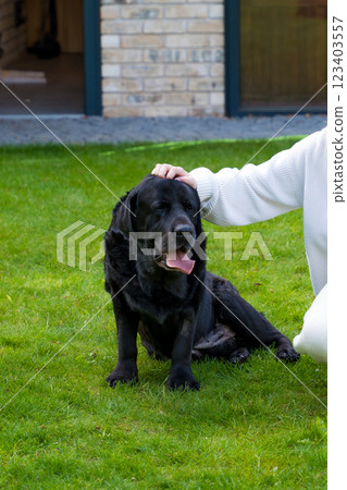 A friendly old black Labrador sitting on a lawn in a backyard while a person in white pats its head. 123403557