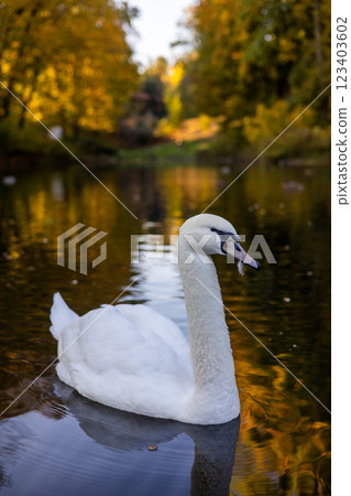 A serene autumn scene with a white swan gliding through a calm river. The golden reflections of fall foliage shimmer on the water, creating a picturesque and peaceful atmosphere in nature. 123403602