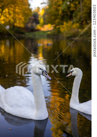 Two white swans gracefully swim in a calm lake, reflecting golden autumn trees. The peaceful scene captures the beauty of nature, with warm colors and soft ripples enhancing the serene atmosphere. 123403603