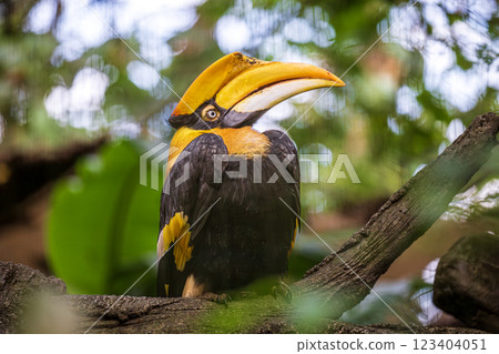 熱帶鳥類的魅力：犀牛獨特的外型與姿態 123404051