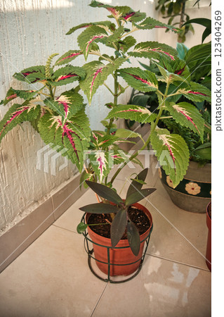 Colorful Coleus Plant in a Pot Colorful Coleus Plant in a Pot 123404269