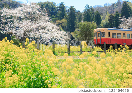 Kominato Railway surrounded by cherry blossoms and rape blossoms in spring 123404656
