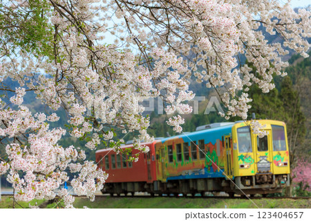 Ichijodani cherry blossoms in full bloom in front of a diesel train on the Echigo-Minami-Hoku Line Ichijodani cherry blossoms in full bloom in front of a diesel train on the Echigo-Minami-Hoku Line 123404657