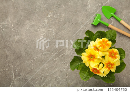 Spring gardening tools with plant on grey background Spring gardening tools with plant on grey background 123404760