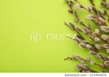 Willow twigs on light green background. Space for text 123404878
