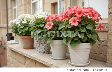Geranium (Pelargonium spp.) Hardy flowering plant with rounded leaves and clusters of bright red, pink, or white flowers, commonly potted 123405012