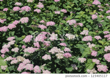 Spiraea japonica, Japanese meadowsweet, Japanese spiraea, or Korean spiraea. 123405117
