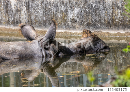 The Indian Rhinoceros, Rhinoceros unicornis aka Greater One-horned Rhinoceros The Indian Rhinoceros, Rhinoceros unicornis aka Greater One-horned Rhinoceros 123405175