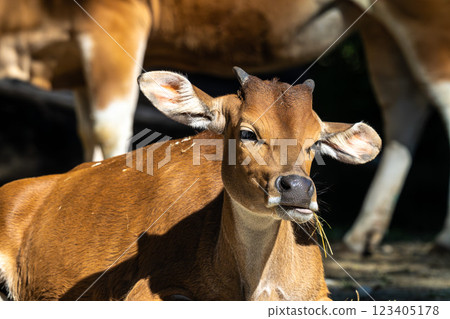 Banteng, Bos javanicus or Red Bull is a type of wild cattle. Banteng, Bos javanicus or Red Bull is a type of wild cattle. 123405178