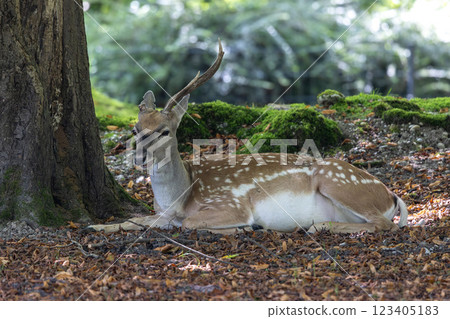 The fallow deer, Dama mesopotamica is a ruminant mammal 123405183