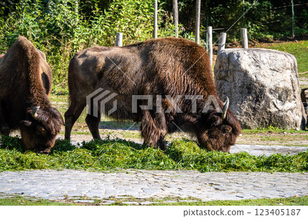 American buffalo known as bison, Bos bison in a german park 123405187