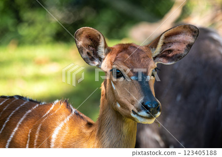 Nyala Antelope - Tragelaphus angasii. Wild life animal. 123405188