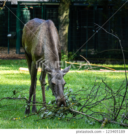 European Moose, Alces alces, also known as the elk European Moose, Alces alces, also known as the elk 123405189