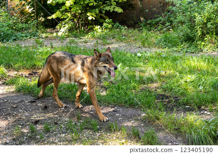 European Grey Wolf, Canis lupus in a german park European Grey Wolf, Canis lupus in a german park 123405190