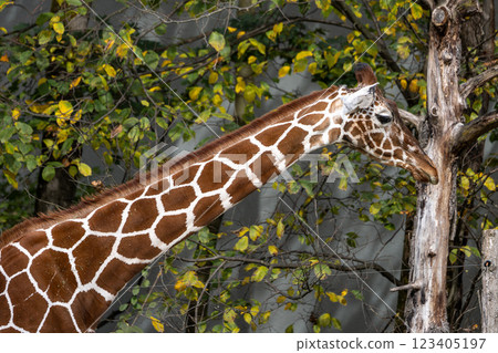 The giraffe, Giraffa camelopardalis is an African mammal 123405197