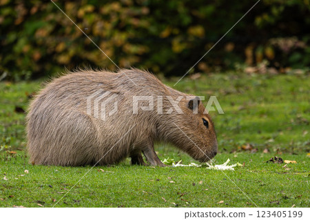 Capybara, Hydrochoerus hydrochaeris grazing on fresh green grass 123405199