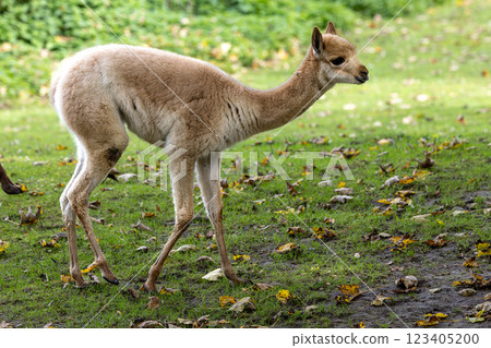 Baby Vicuna, Vicugna Vicugna, relatives of the llama 123405200