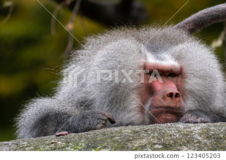 The hamadryas baboon, Papio hamadryas is a species of baboon The hamadryas baboon, Papio hamadryas is a species of baboon 123405203