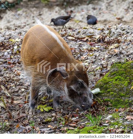 Red river hog, Potamochoerus porcus, also known as the bush pig. Red river hog, Potamochoerus porcus, also known as the bush pig. 123405204