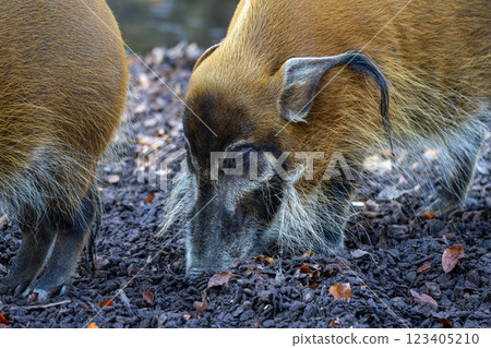 Red river hog, Potamochoerus porcus, also known as the bush pig. Red river hog, Potamochoerus porcus, also known as the bush pig. 123405210