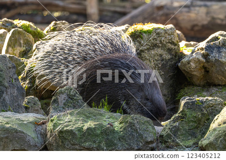 Indian crested Porcupine, Hystrix indica in a german nature park Indian crested Porcupine, Hystrix indica in a german nature park 123405212