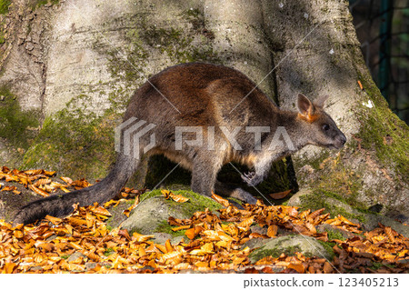 Swamp Wallaby, Wallabia bicolor, is one of the smaller kangaroos Swamp Wallaby, Wallabia bicolor, is one of the smaller kangaroos 123405213